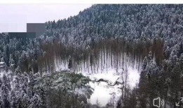 天鹅林场最新爆料视频